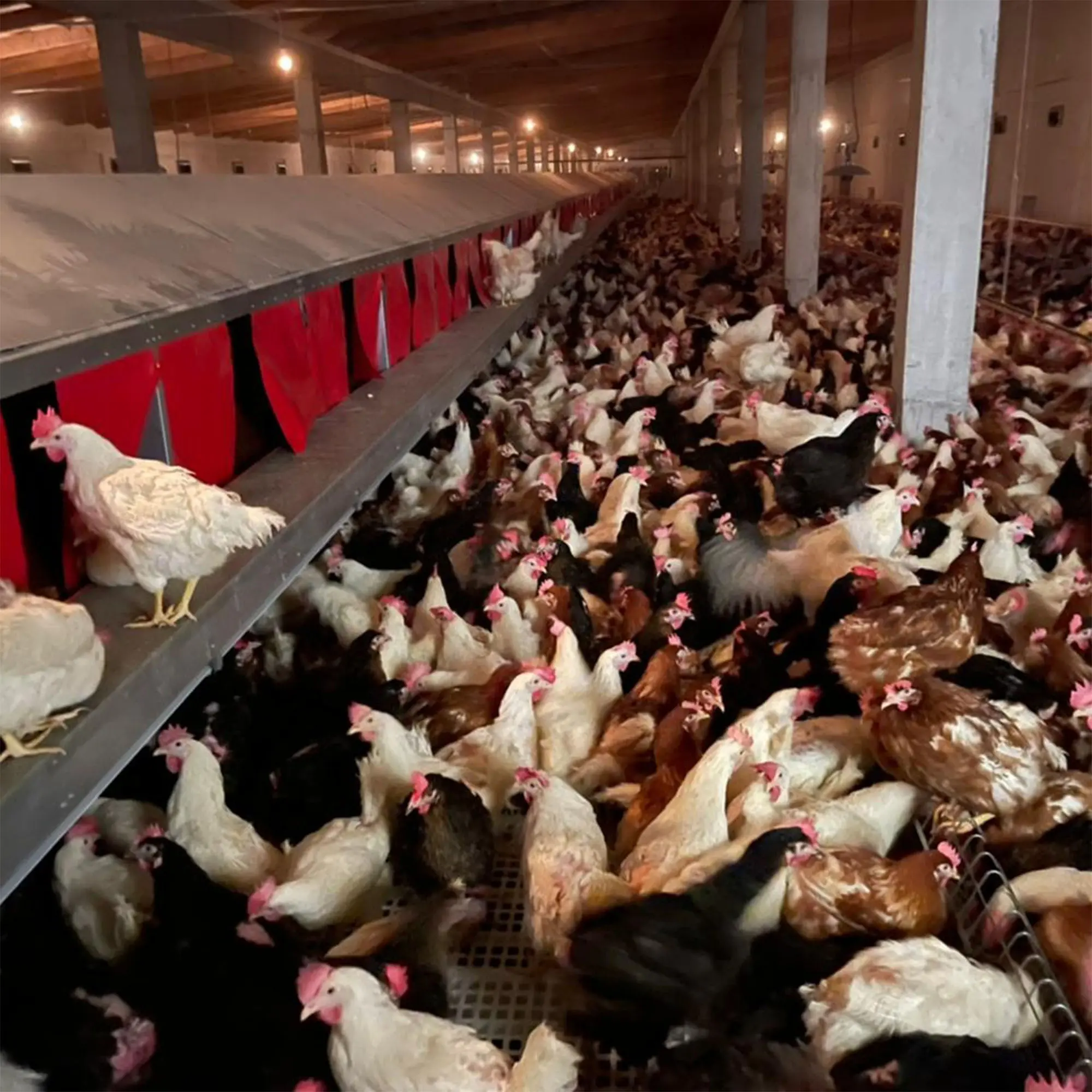 Fully Automatic Poultry Farm Cage Chicken Feeding Equipment for Sale