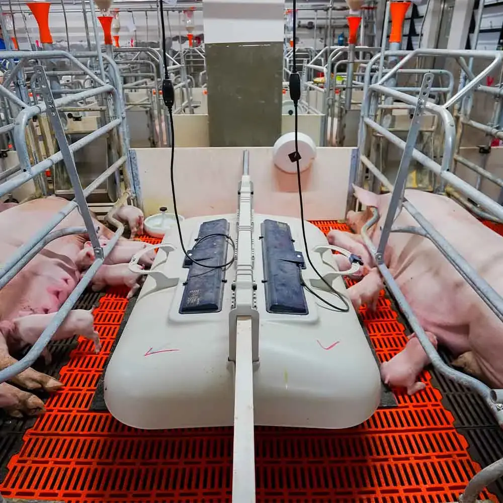 Worldwide Shipping Pig Completely Sows Pen Pig Farm Equipment Sow Childbirth Bed
