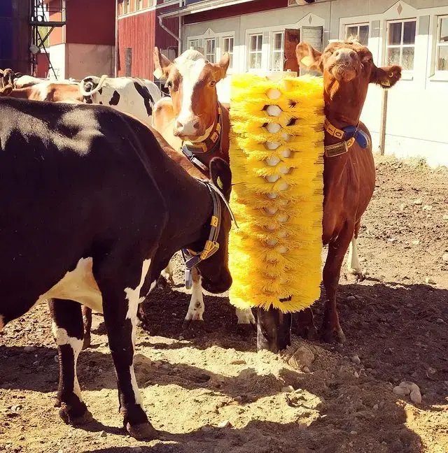 High Quality Farm Use Unmotivated Cow Brush for Cattle Body Cleaning and Preventing Disease