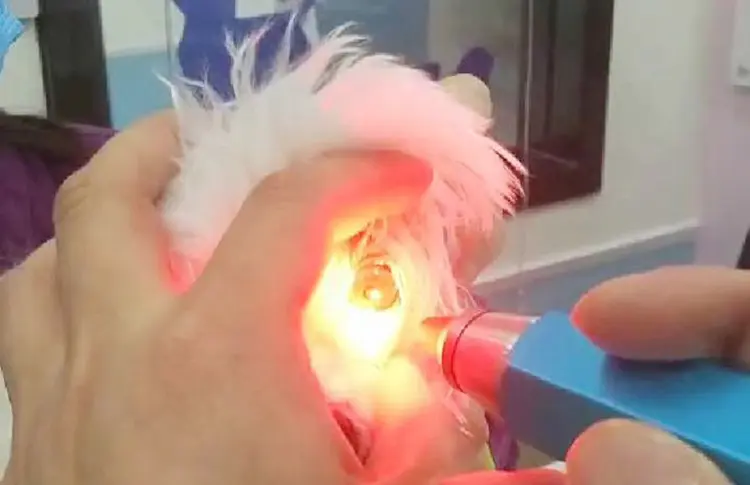 Veterinary Ophthalmic Light Equipment for Pet Optic Nerve Ophthalmic Surgery Instrument