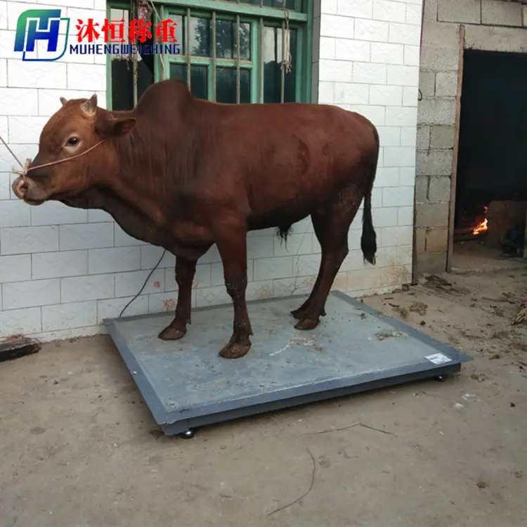 wholesale electronic floor animal scale livestock weighing kit cattle livestock weighing scales for farm