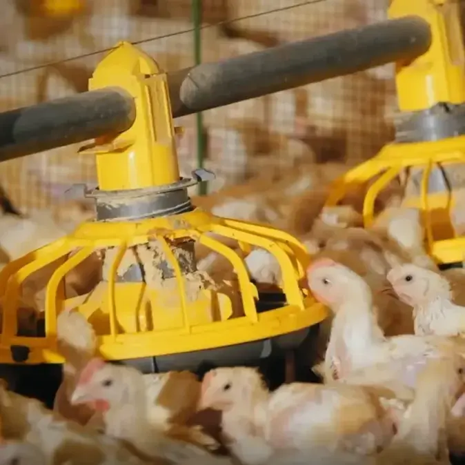 30000 Poultry Complete Large Broilers Chicken Shed Automatic Chicken House Feeding Drinking Plant Big Equipment Farm Line System