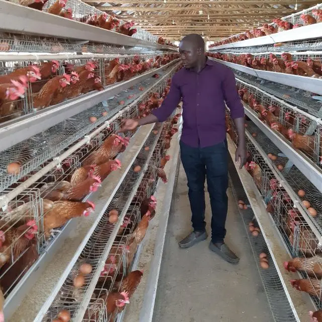 Hot Sale 96 / 160 Birds 3 / 4 Layers Poultry Chicken Feeding Cages System