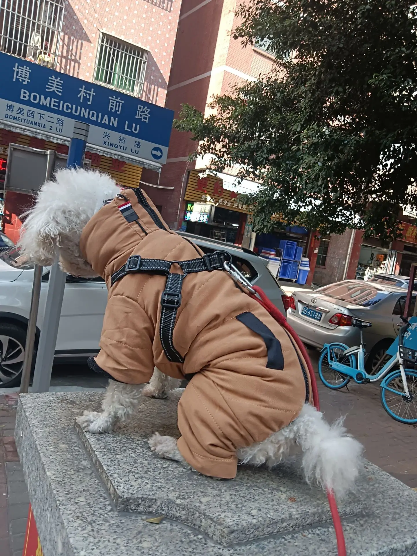 OEM ODM Luxury Pet Jacket Custom Logo Winter Coat Apparel for Small and Big Dogs and Cats Cotton Summer XL Size Wholesale
