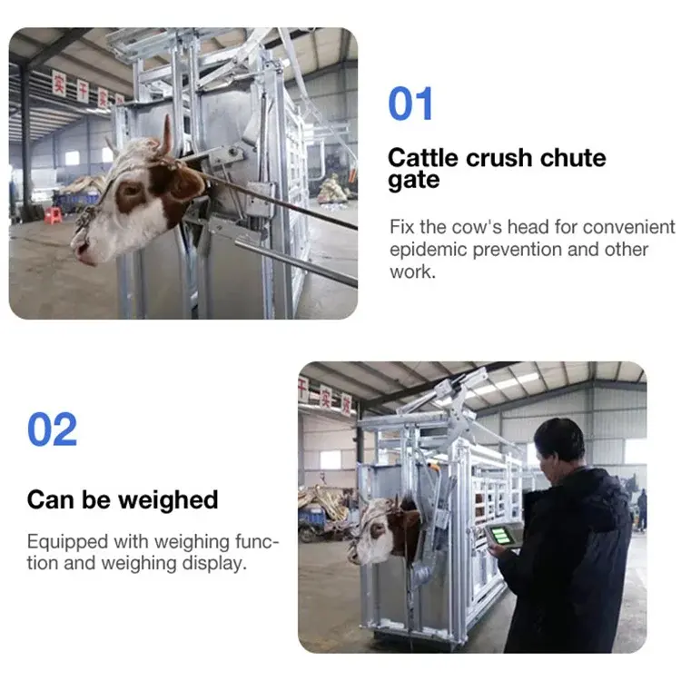 Livestock Head Bail Parallel Side Cow Farm Equipment Cattle Crush Hot Dipped Galvanized Cattle Squeeze Chute