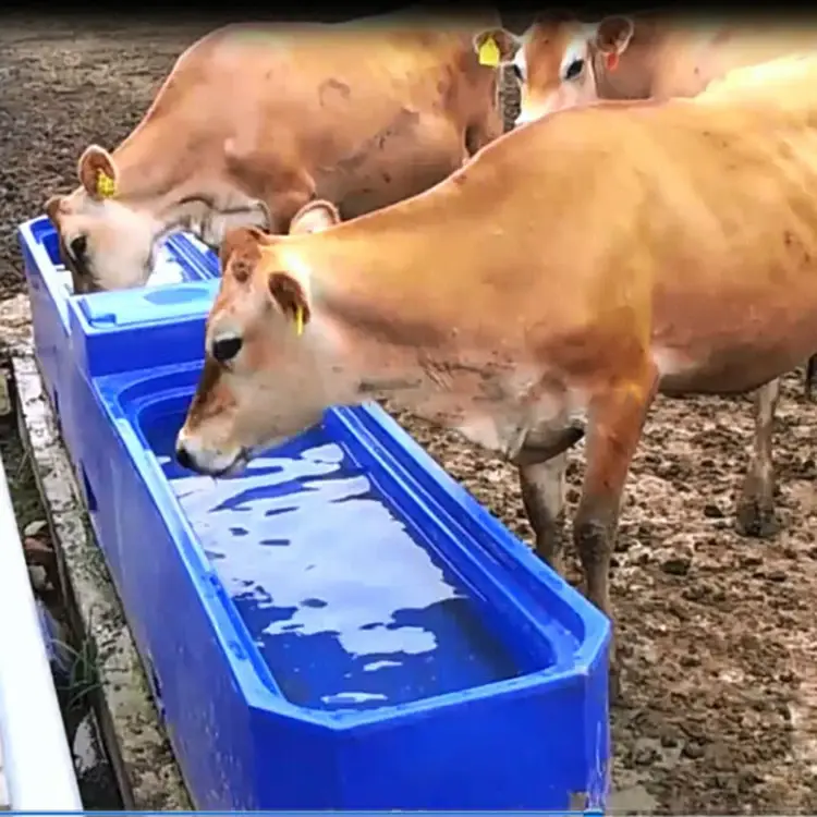 Automatic Plastic Water Trough With Valve For Cow Livestock Waterer Tank