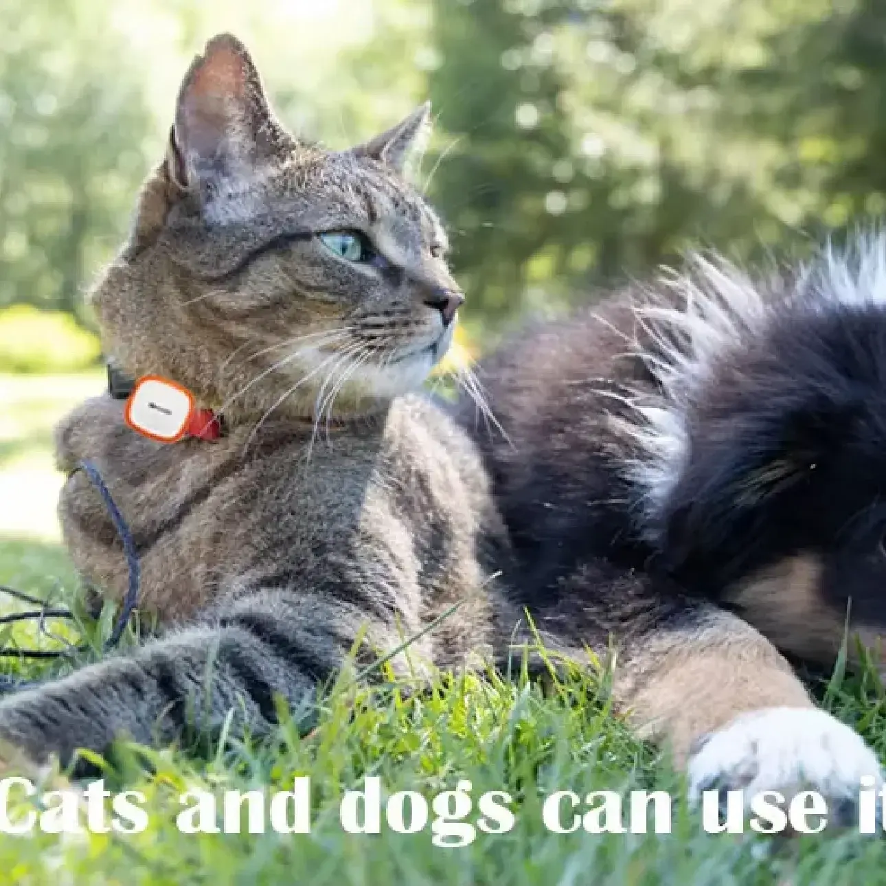 Birds GPS Tracker for Dog Cat GPS Collar Tracker for Pets Anti Lost Animals Tracking Waterproof Dog Cats Tracking Pets Locator