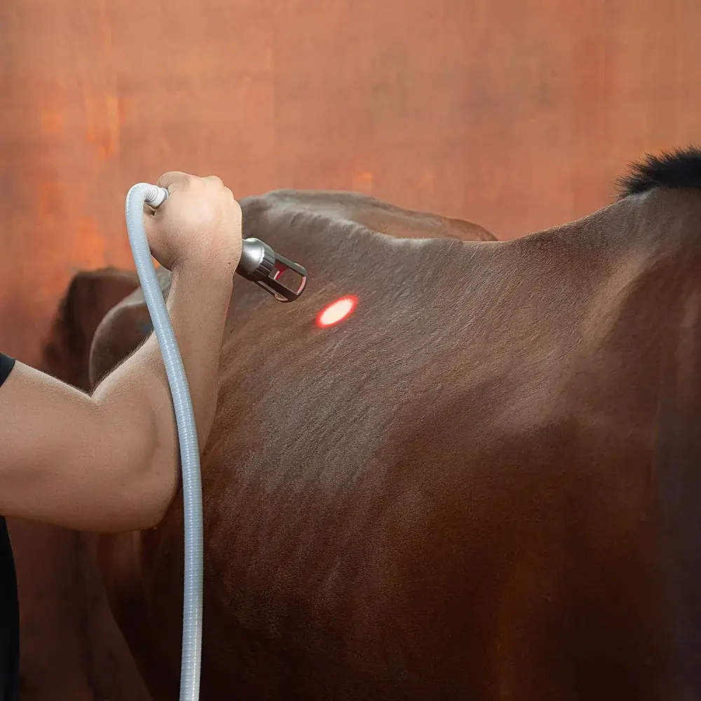 Animals Deep Tissue 10w-30w Laser Physiotherapy Machine Rehabilitation for Cats Dogs Horses