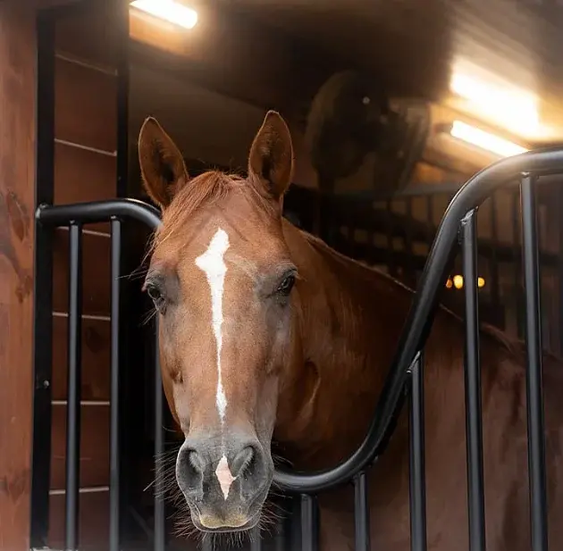 Economical stables Made in China Factory with conscience Workmanship Factory tour available High quality Horse Farms