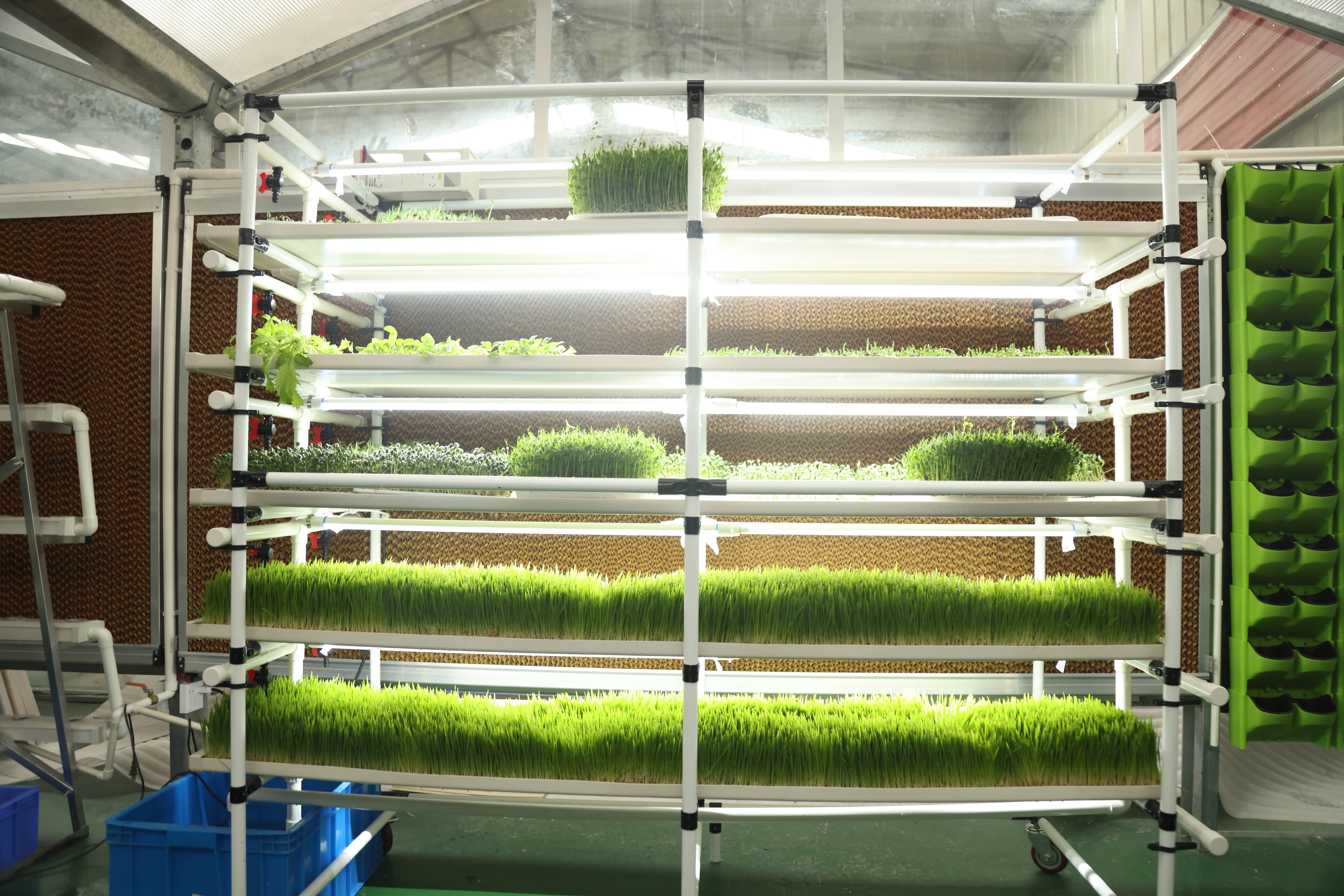 Automatic hydroponic growing rack farming pig rabbit poultry breeding fodder hydroponic grow rack