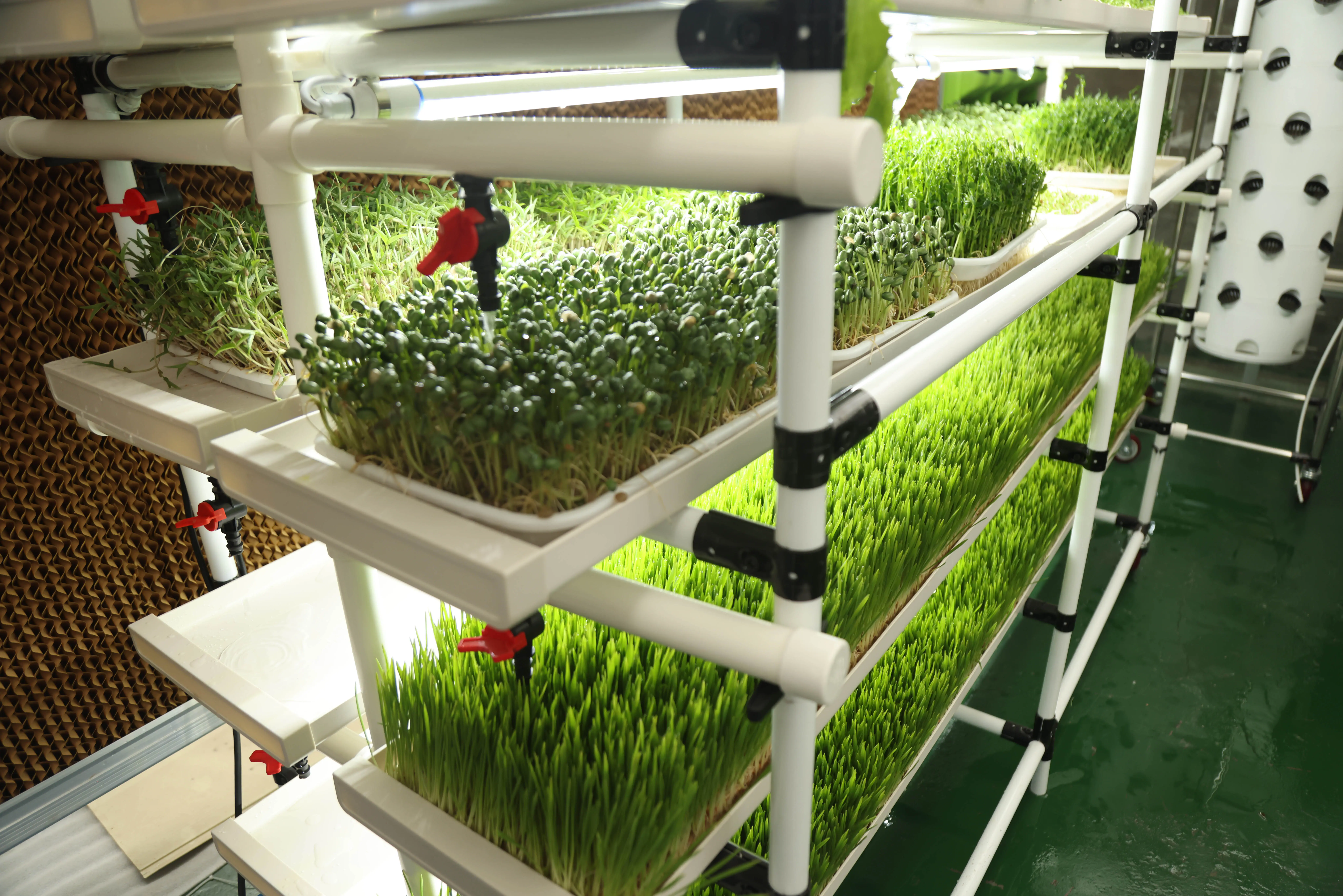 Automatic hydroponic growing rack farming pig rabbit poultry breeding fodder hydroponic grow rack