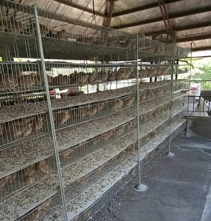 Chicken Farm Equipment Big Bird Pig Modular Pigeon Breeding Cage for Layer Chickens