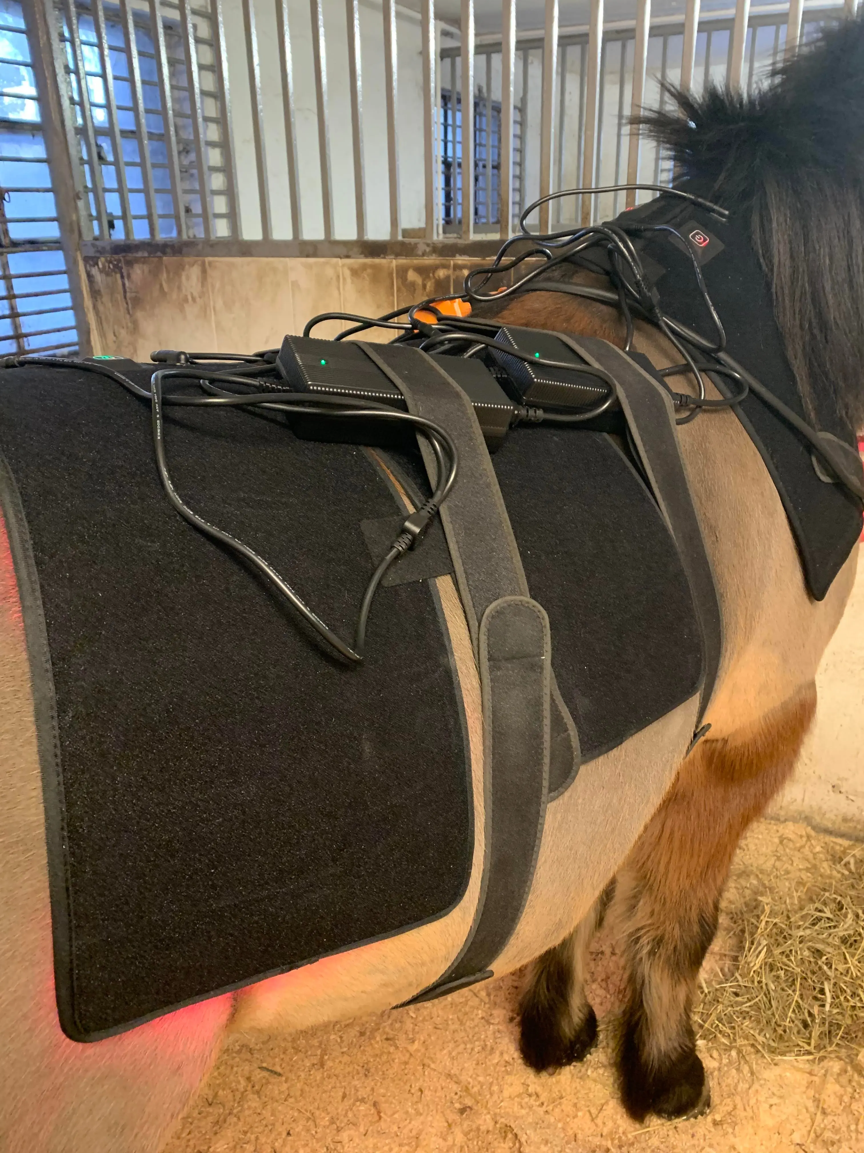 led red light near infrared light pet therapy led lamp horse red light therapy pad machine for horse back
