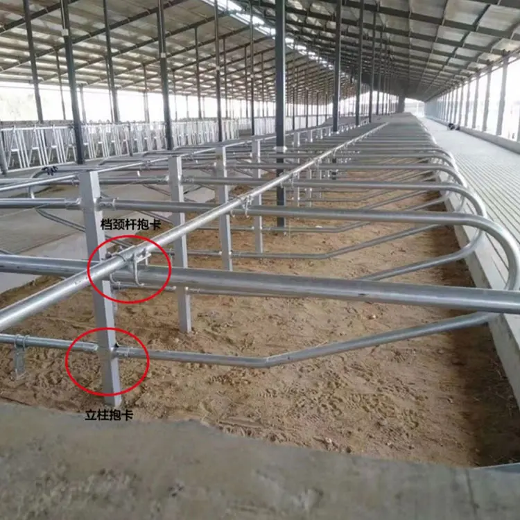 Portable Cow Cubicles Hot Dip Galvanized Cattle Livestock Divided Panels Durable Cow Free Stall For Dairy Farm