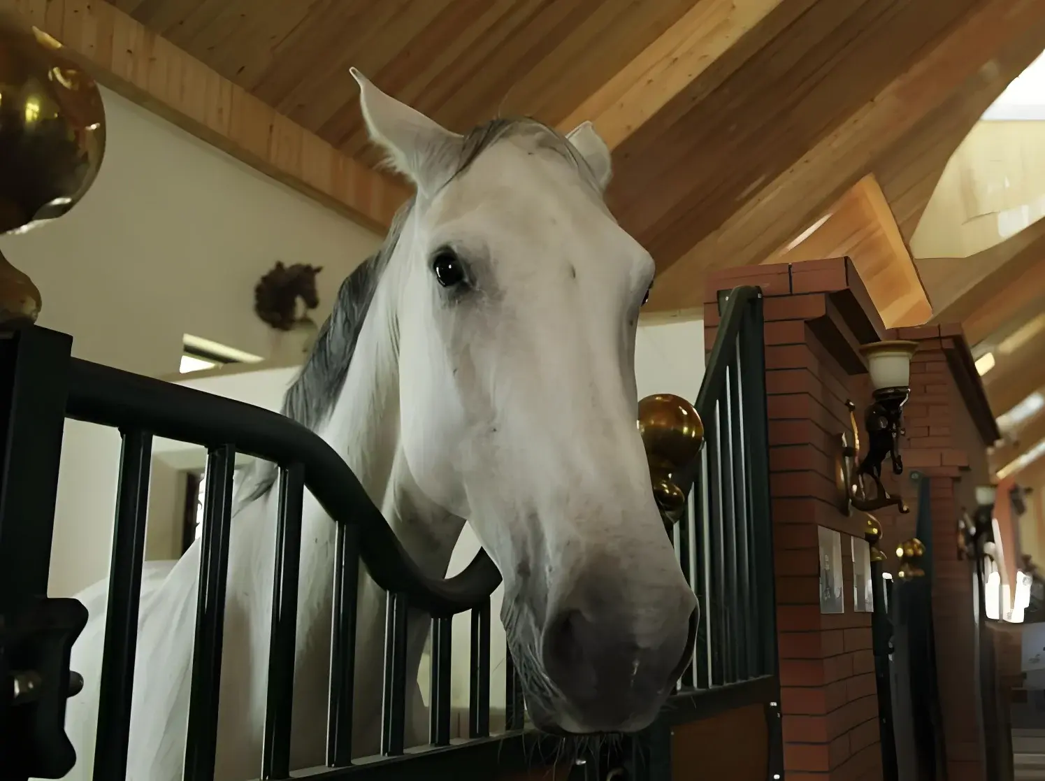 Premium Bamboo Horse Stalls Luxurious use of beautiful quality and durability Warranty period of 3 years horse stable