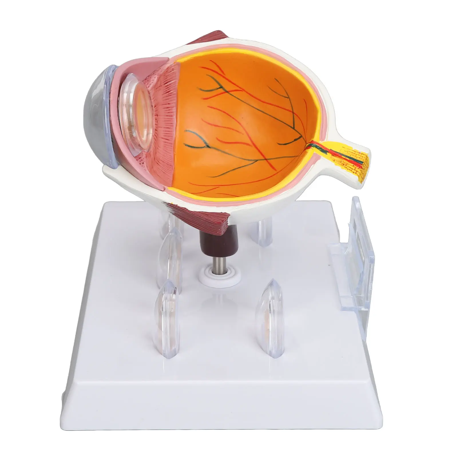 Human Eye Anatomical Model Human Eye Anatomical Model Accurate Display Enlarged  Eyeball Explanation Model with Card