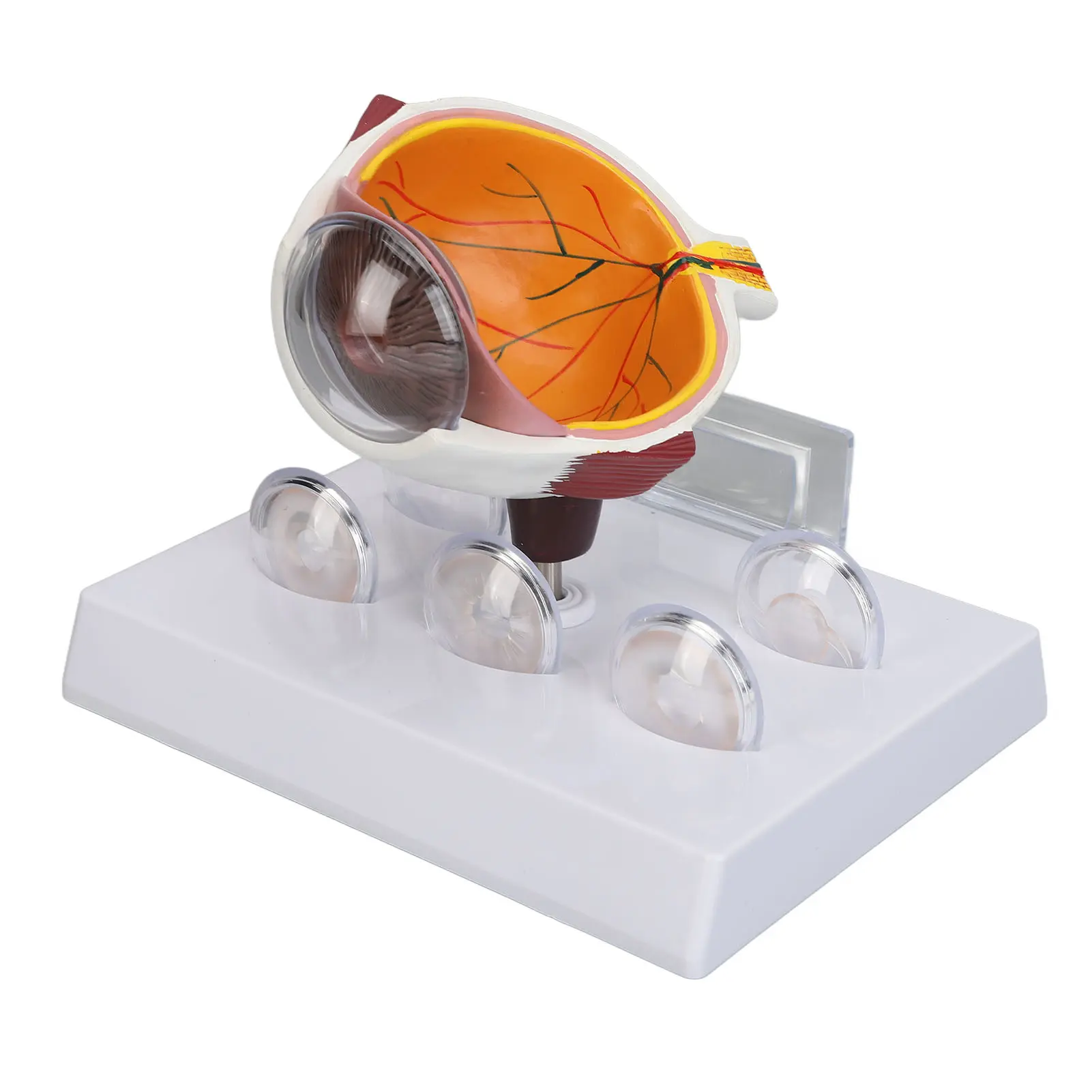 Human Eye Anatomical Model Human Eye Anatomical Model Accurate Display Enlarged  Eyeball Explanation Model with Card