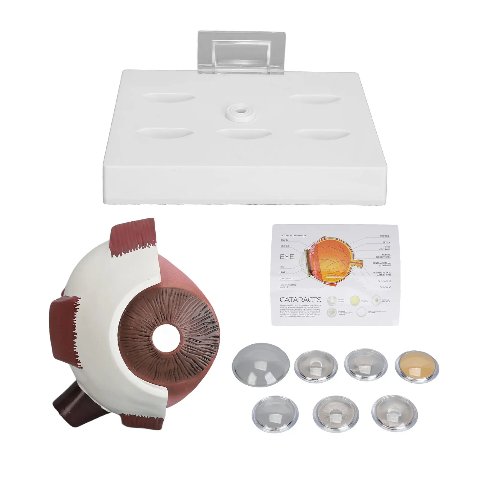 Human Eye Anatomical Model Human Eye Anatomical Model Accurate Display Enlarged  Eyeball Explanation Model with Card