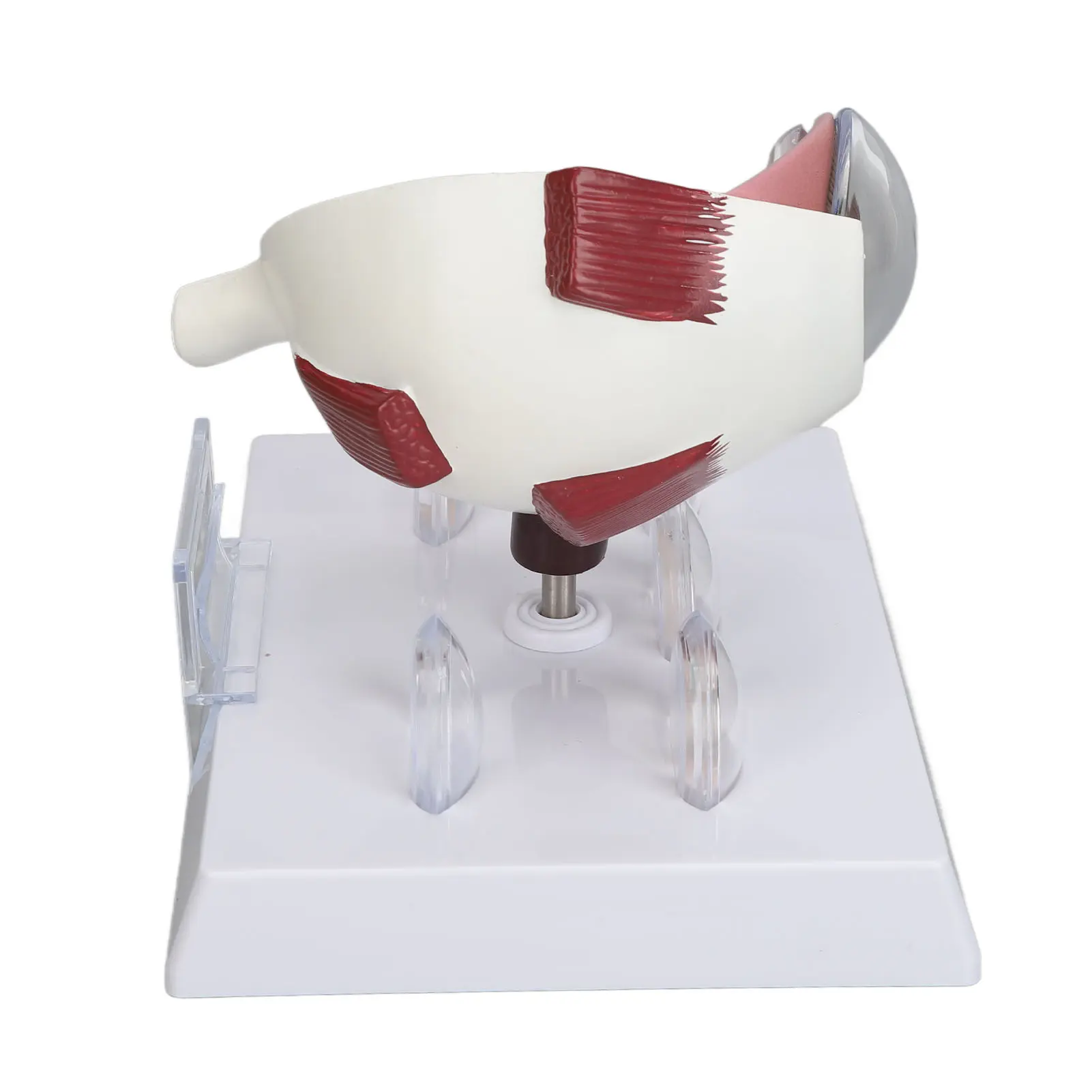 Human Eye Anatomical Model Human Eye Anatomical Model Accurate Display Enlarged  Eyeball Explanation Model with Card