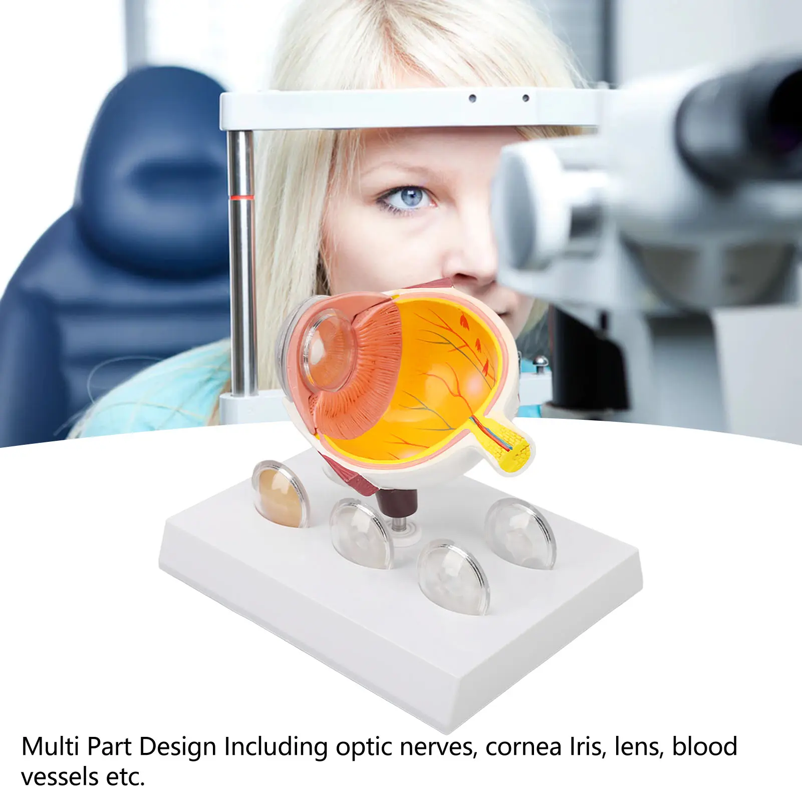 Cataracts Eyeball Model Enlarged Human Eye Anatomical Model Accurate Shows Optic  Cornea  Lens  Eyeball Model