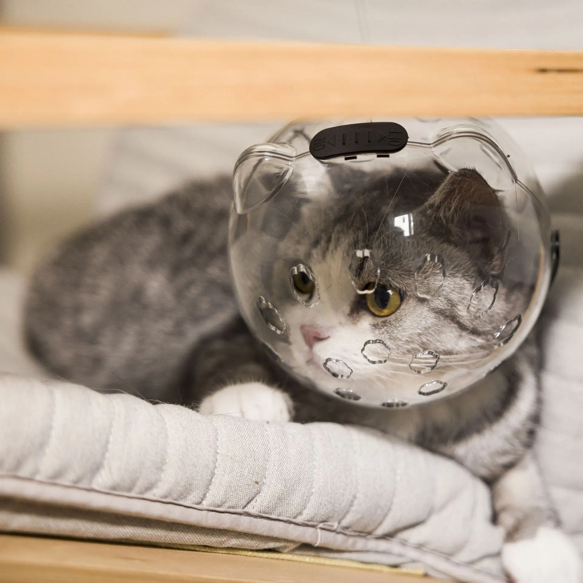 Cat space headgear muzzle Bite collar Licking Cat Protective Headgear Breathable Shame headgear
