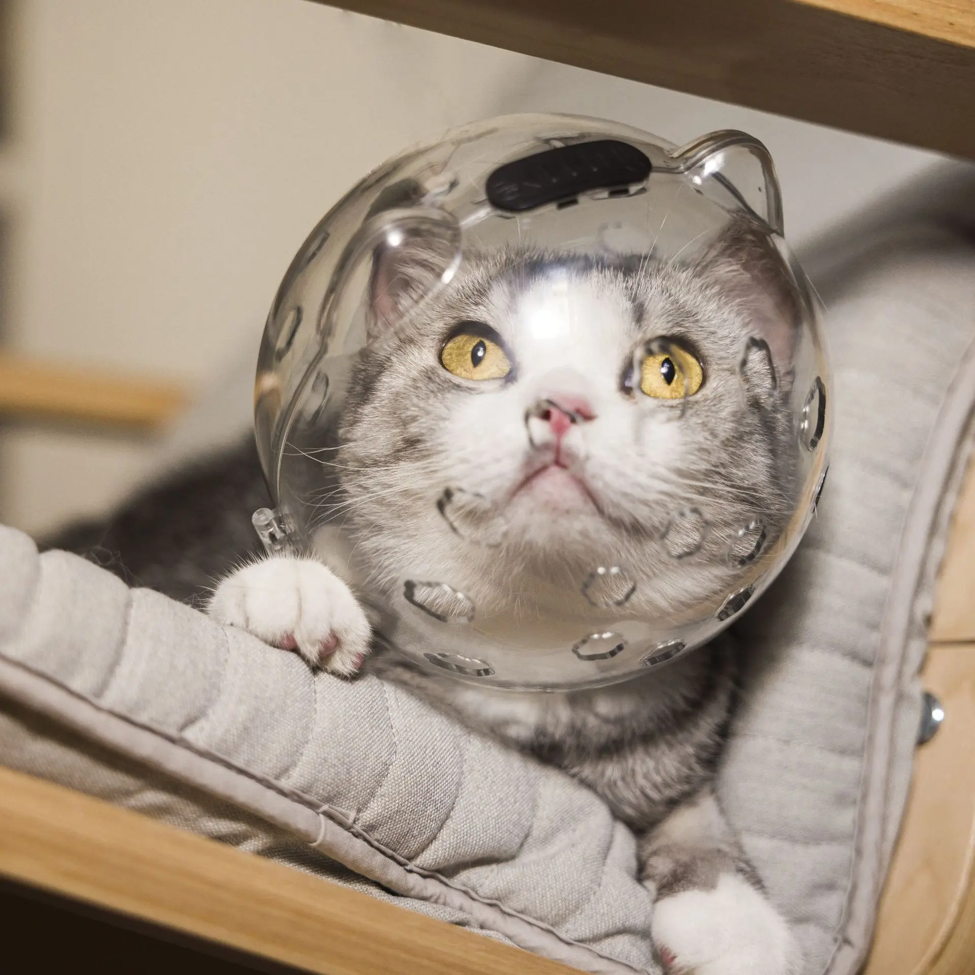Cat space headgear muzzle Bite collar Licking Cat Protective Headgear Breathable Shame headgear
