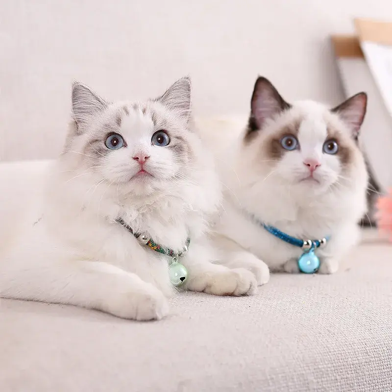 Japanese new Zefeng cat collar pet cat small dog dog bell collar kitten accessories  kitten collar