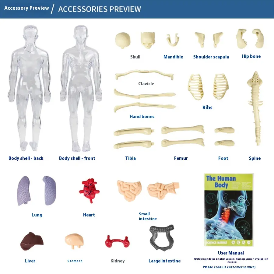 Children's early education toys simulation human skeleton organ model assembly medical organ teaching aids human body model