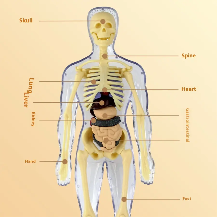 Children's early education toys simulation human skeleton organ model assembly medical organ teaching aids human body model
