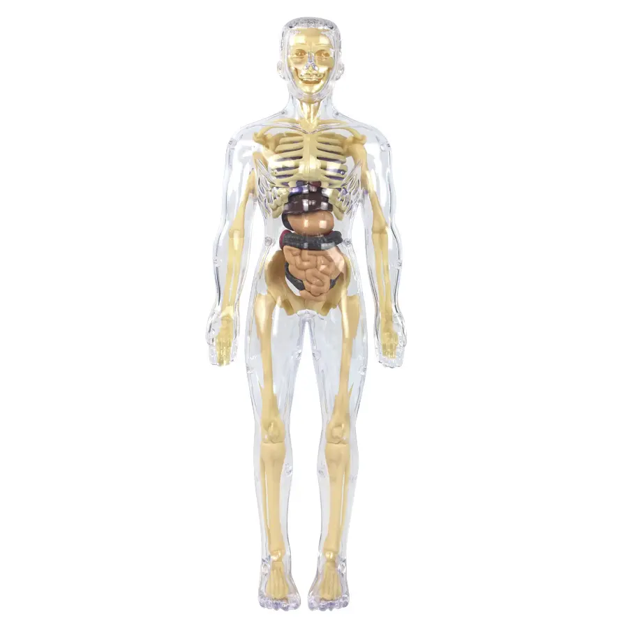 Children's early education toys simulation human skeleton organ model assembly medical organ teaching aids human body model