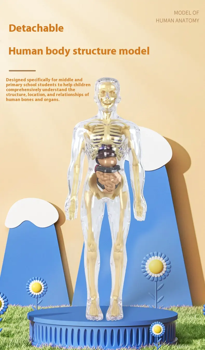 Children's early education toys simulation human skeleton organ model assembly medical organ teaching aids human body model