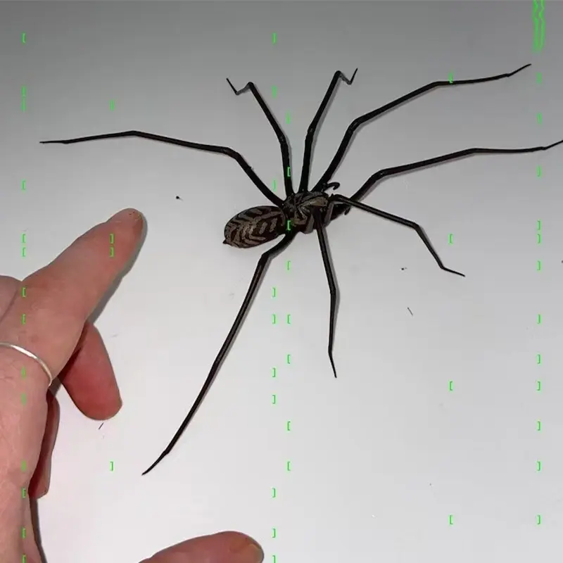 Spider Magnetic Refrigerator Sticker Decor Horror Wall Cabinet Desktop Realistic Spider Decor Create Party Home Horror Dress Up