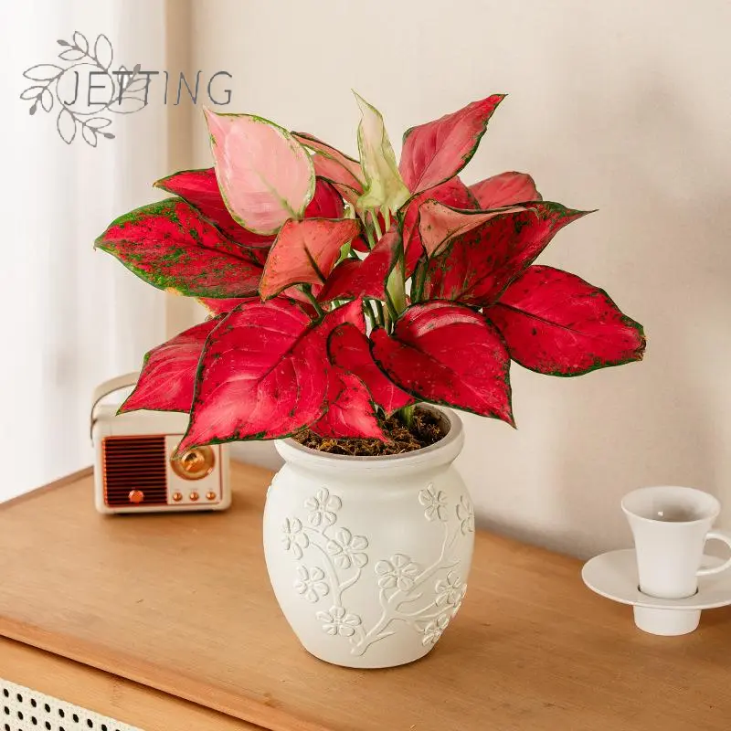 Mini Self Watering Flower Pot Fish Tank Transparent Plastic Plant Pots Self Watering Planter Pot Vase For Home Decoration