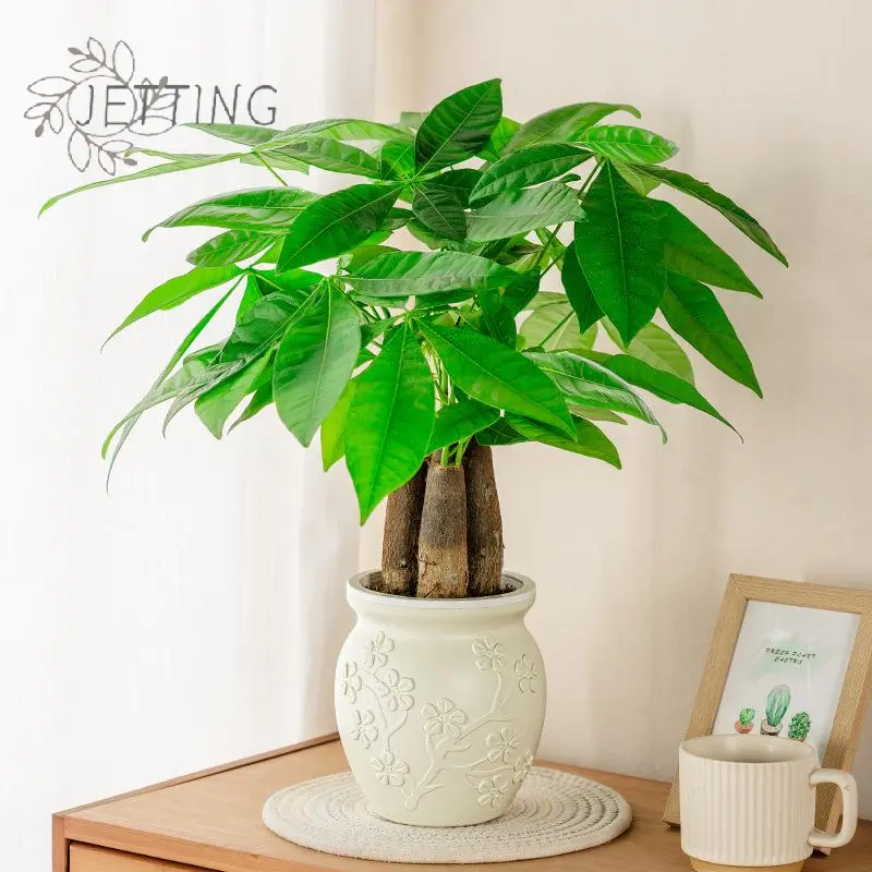 Mini Self Watering Flower Pot Fish Tank Transparent Plastic Plant Pots Self Watering Planter Pot Vase For Home Decoration