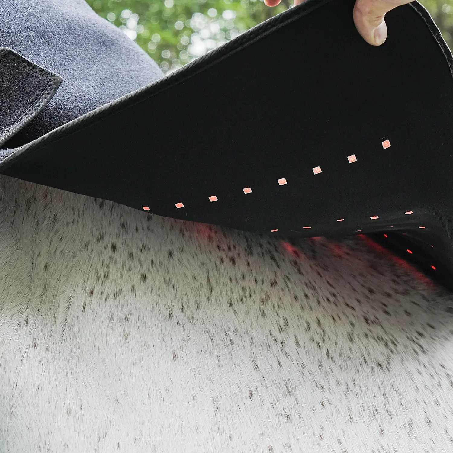 2023 New Handheld Equine Red Light Therapy Head Red Light Infrared Light Therapy Horse Relieve Fatigue Device