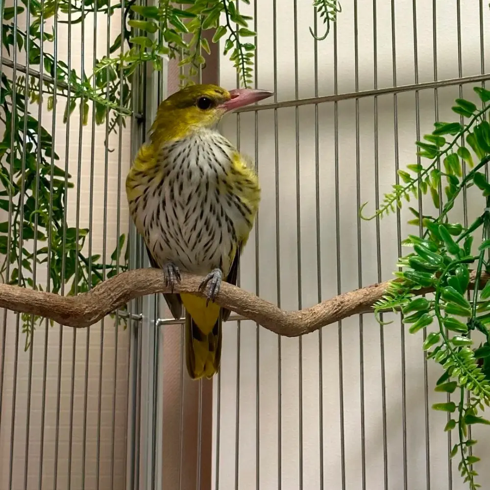 Bird Cage Large Bird Villa Parrot Cage Outdoor Breeding Cage Aluminum Alloy Material Size Accessories Can Be Customized