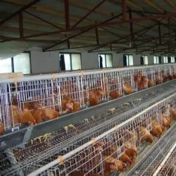 China Supply Automatic System Poultry Farm A Frame Battery Laying Hens Cage Chicken Layer For Sale