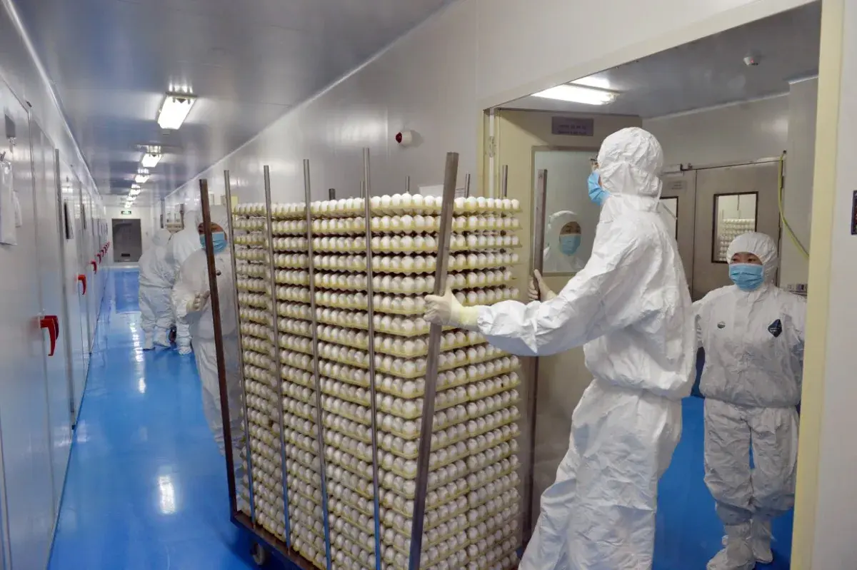 Hatchery Machine 1000 Eggs Professional Chicken Egg Incubator Fully Automatic