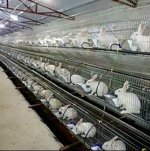 Rabbit Pigeon Chicken Coop Custom Layer Cage