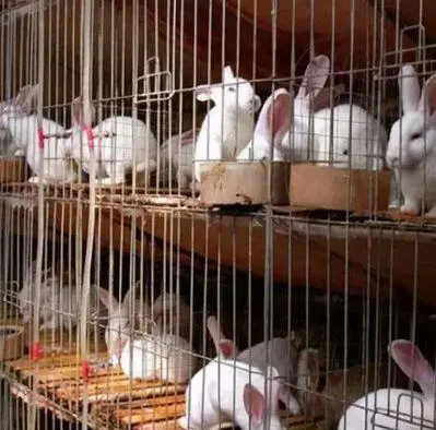 Rabbit Pigeon Chicken Coop Custom Layer Cage