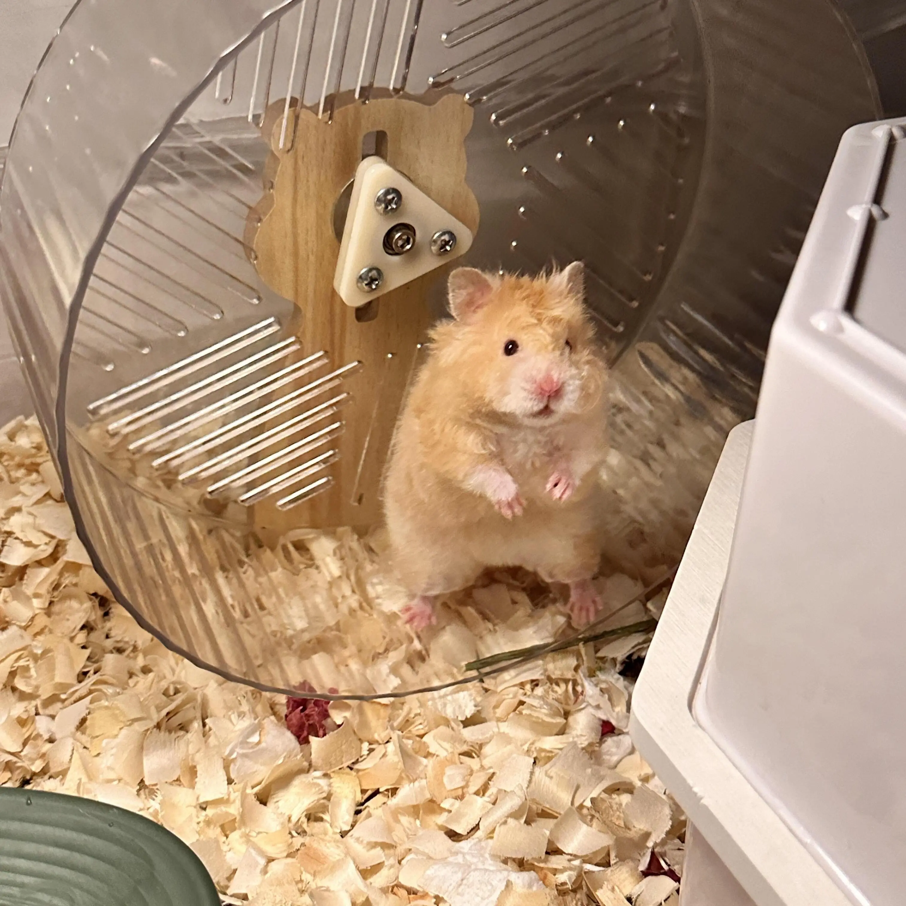 Hamster Running Wheel, Golden Bear To Relieve Boredom, Toy Roller, Ultra-quiet Runner, Large Bracket, Special For Toy Landscapin