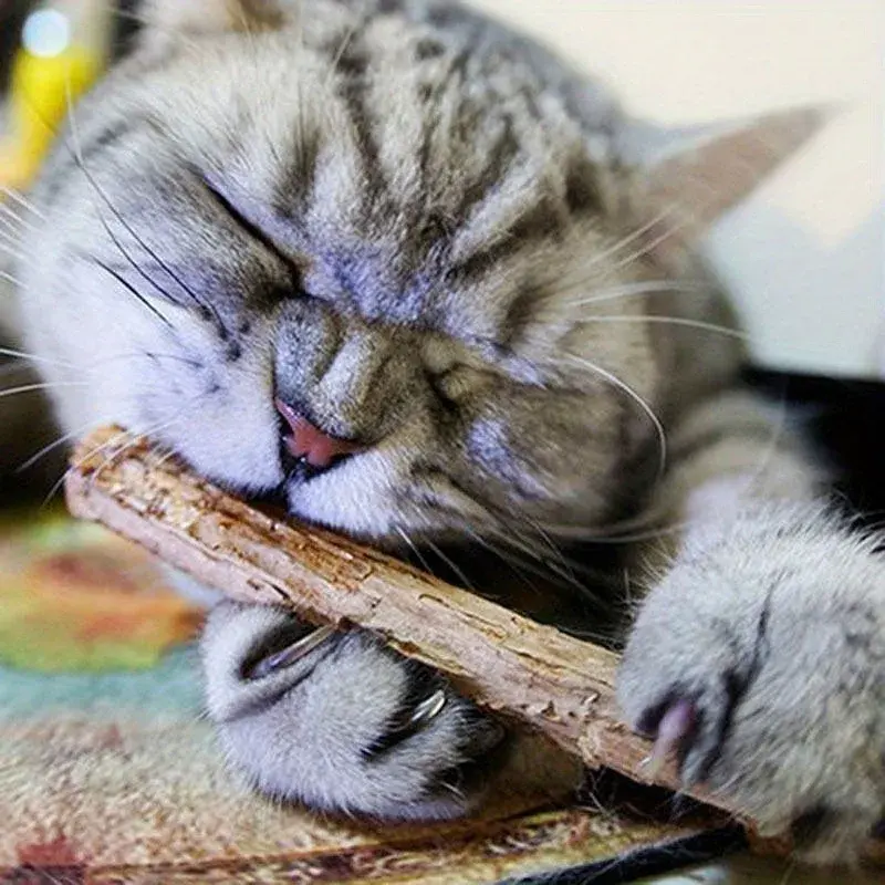 Cat Snacks Sticks 5PCS Cat Cleaning Teeth Pure Natural Catnip Cat Molar Toothpaste Stick Silvervine Actinidia Fruit Matatabi