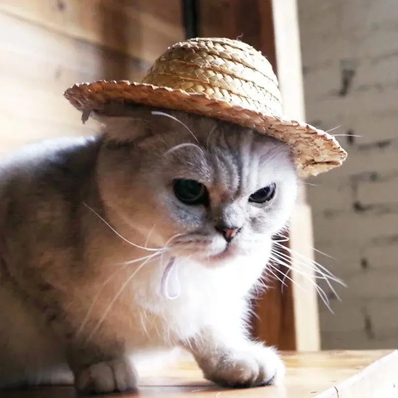 New 1PCS Creative Cute Small Caps Suitable Home Pet Wear Caps Funny Dog Cat Decration Supplies Household Pets Accessories