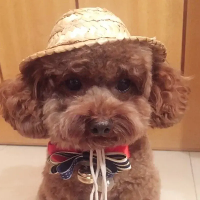 New 1PCS Creative Cute Small Caps Suitable Home Pet Wear Caps Funny Dog Cat Decration Supplies Household Pets Accessories