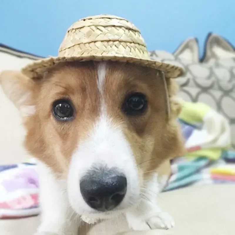 New 1PCS Creative Cute Small Caps Suitable Home Pet Wear Caps Funny Dog Cat Decration Supplies Household Pets Accessories