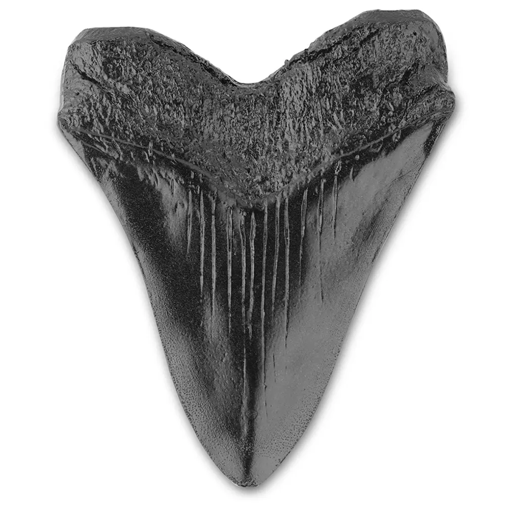 Easy Clean Giant Megalodon Tooth 5inch Shark Teeth Model Marine Bology Teaching Props Black Shark Teeth Fossil for Kids Childs