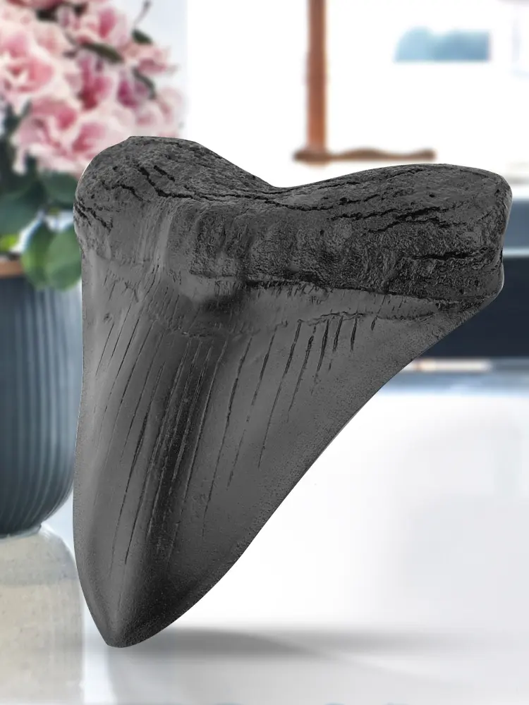 Easy Clean Giant Megalodon Tooth 5inch Shark Teeth Model Marine Bology Teaching Props Black Shark Teeth Fossil for Kids Childs