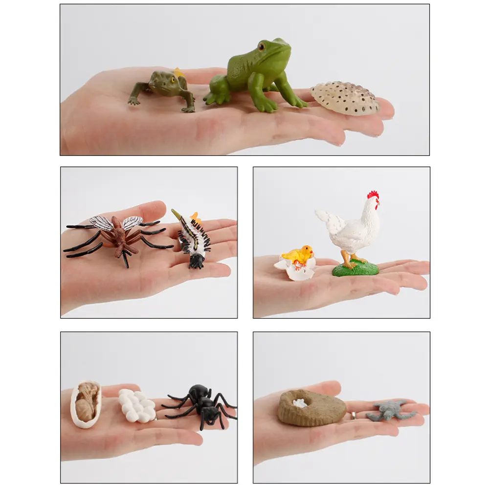 Simulation Animals Growth Cycle Butterfly Ladybug Chicken Dragonfly Frog Life Cycle Figurine Model Early Education Kids Toy