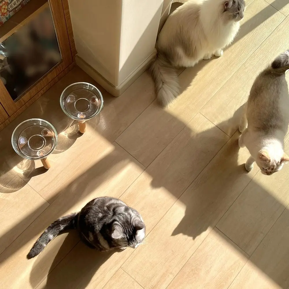 Protect Neck Elevated Cat Bowl Large Diameter Transparent Raised Pet Food Basin Non-slip Detachable Cat Feeder with Stand