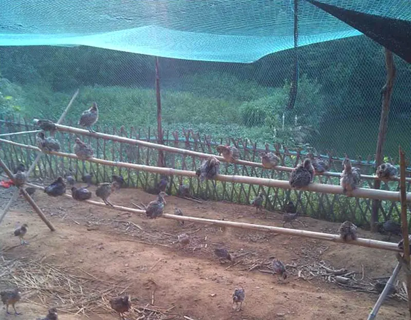 2.4x20/50M Chicken Net Chicken Fence Mesh Outdoor Bird-Proof Net Floral Netting for Gardening Poultry Fencing Fruit Climbing Net